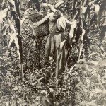 Cherokee women tended their farms, cultivating the “three sisters,” corn, beans and squash.  Here a Cherokee woman harvests corn using a bundle basket on her back. [Photo from the National Museum of the American Indian, Smithsonian Institution, #P12187.]