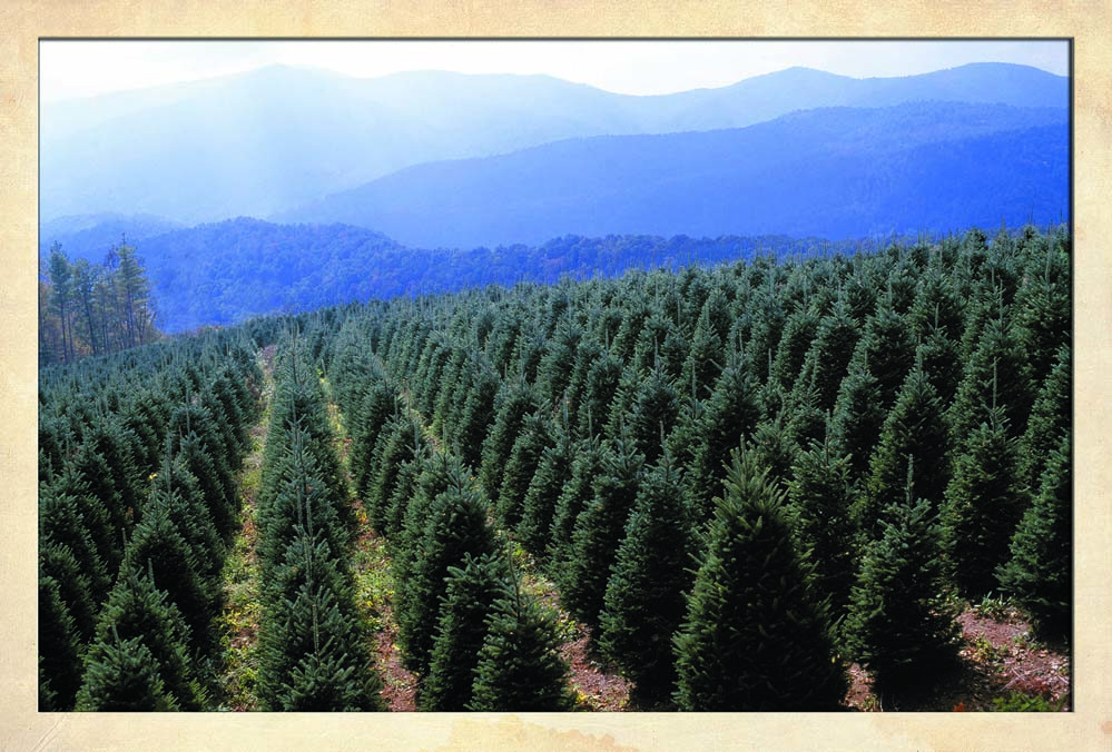 This overlook provides a long range view of an area of mixed agriculture, with numerous Christmas tree farms dotting the landscape.