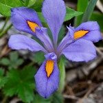 Crested Iris at Little Tennessee River Greenway