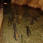 Native Trout Linville Caverns 2