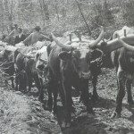 Team of oxen climbing up Howard Gap, circa 1800s. Polk County Historical Association. 